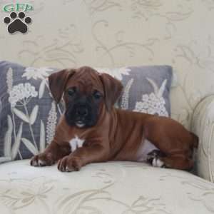 Ford, Boxer Puppy